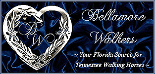 Bellamore Walkers in Florida raise Tennessee Walking Horses for sale and pleasure.  Home of breeding stallion, PATCHES OF SPOTTED ALEN, who DNA-tested 100% for homozygous spotted genes! Horses for sale, colts for sale - we've got a Bellamore for YOU!