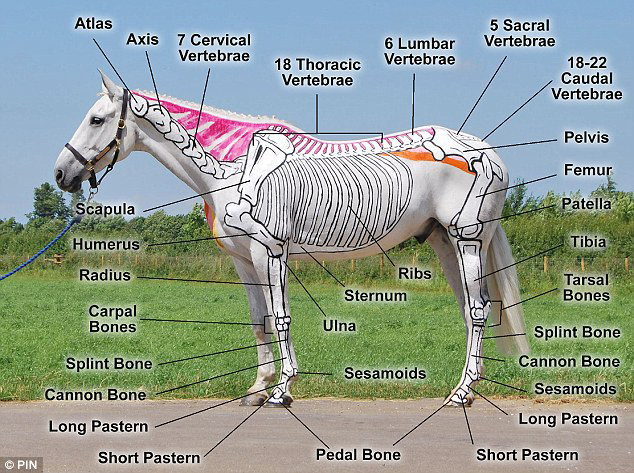 Big View Tennessee Walking Horses - GAITS AND THE ANATOMY